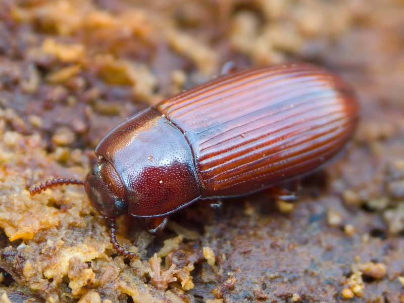 Uloma culinaris (Linnaeus, 1758)